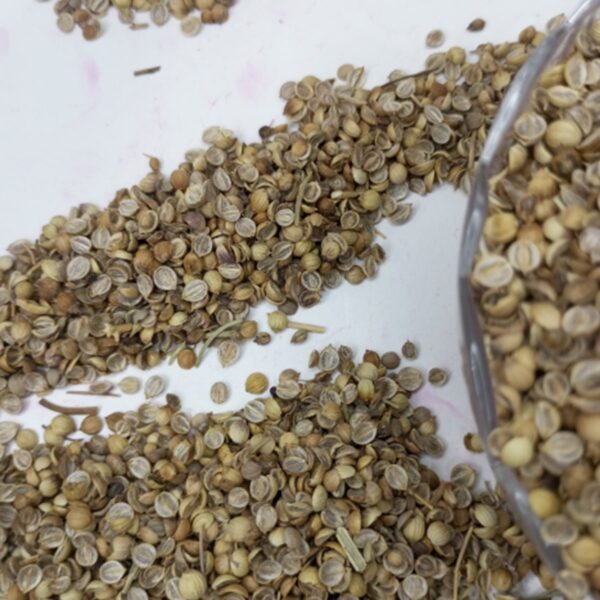 Coriander- organic - Image 2