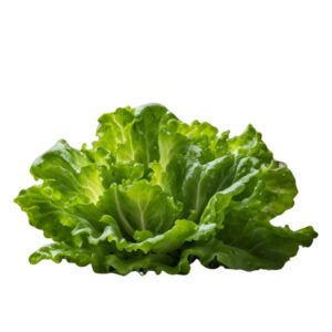 lettuce seedfertilize