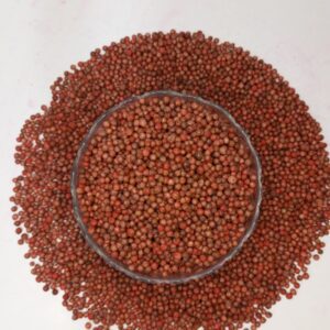 coriander hybrid seedfertilize